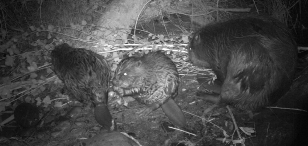 Tres castores comiendo por la noche