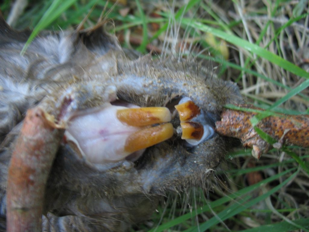 Imagen tomada de un castor joven encontrado muerto por enredarse con un trozo de red de plástico en el río. Se aprecia el color naranja de los incisivos y la diferencia entre los extremos de lo superiores y los inferiores.

 