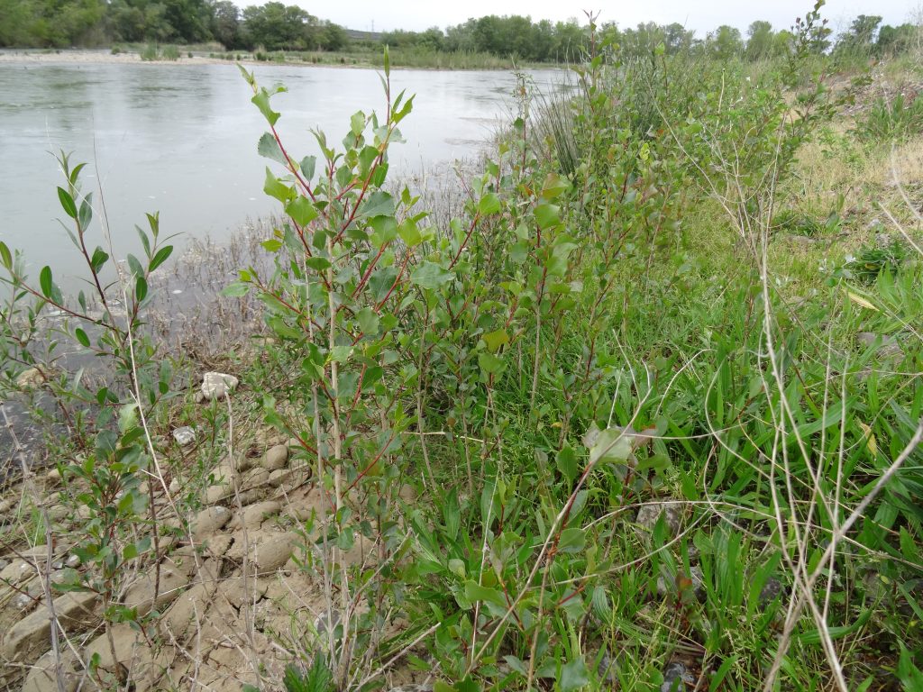 Vegetación de ribera que cada año nace en las misma orilla de río y que es la principal dieta de los castores,