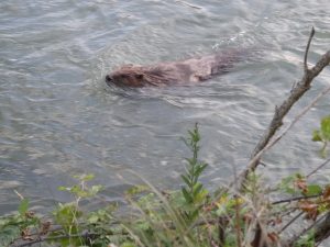 Sub-adulto de castor remontando el río contra corriente. 
