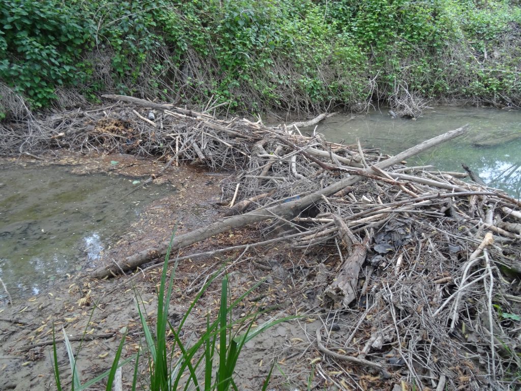 Cuando desciende el caudal del arroyo, la presa se queda al descubierto. Se puede apreciar la maraña de troncos y ramas entrelazados lo que le da una extraordinaria rigidez,
